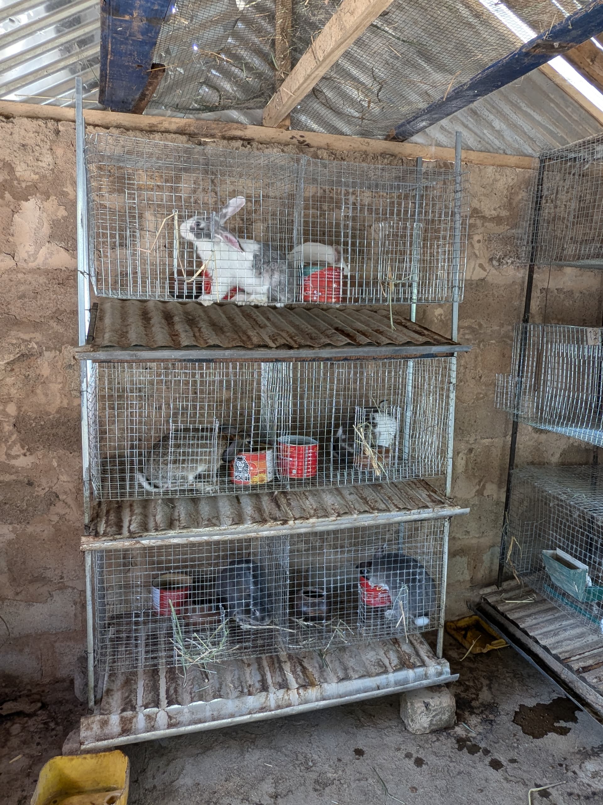 Rabbit Cage 3