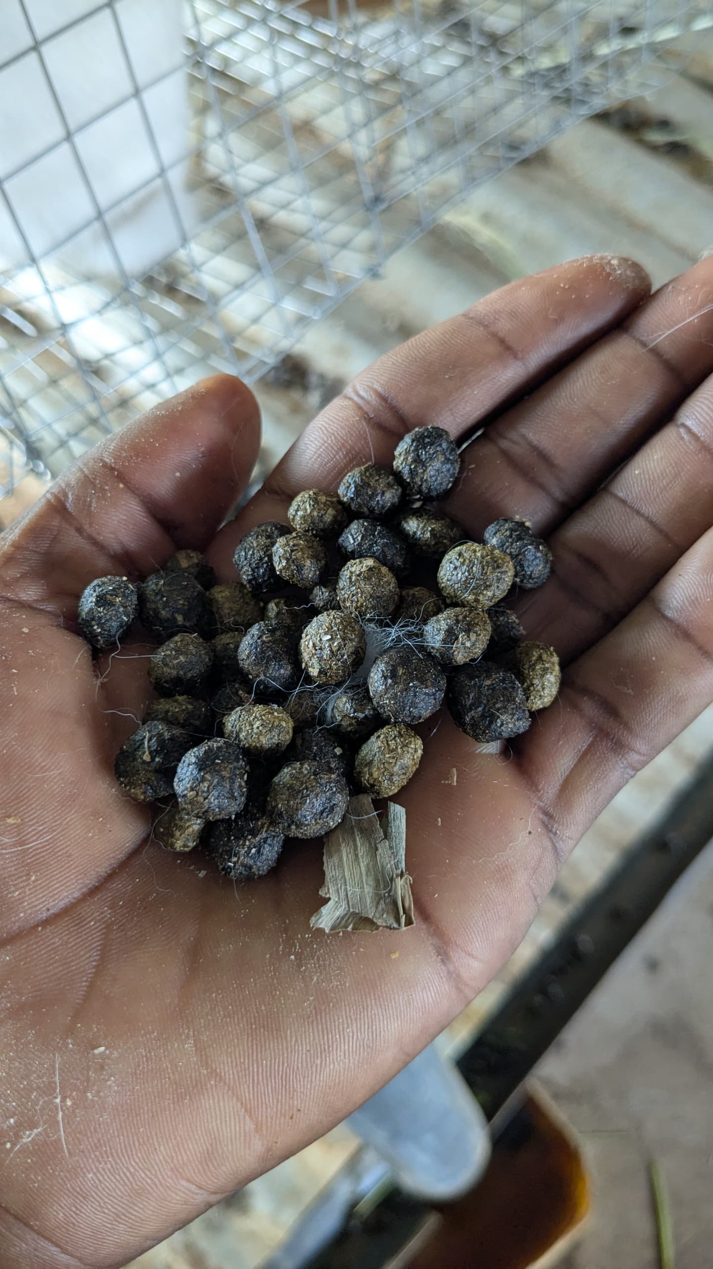 Rabbit Feed 3