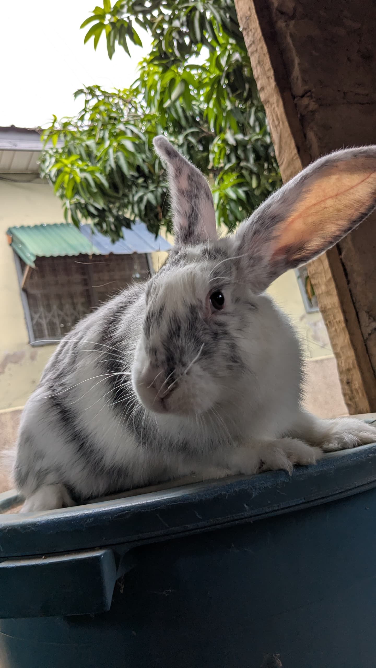Live Rabbit 3