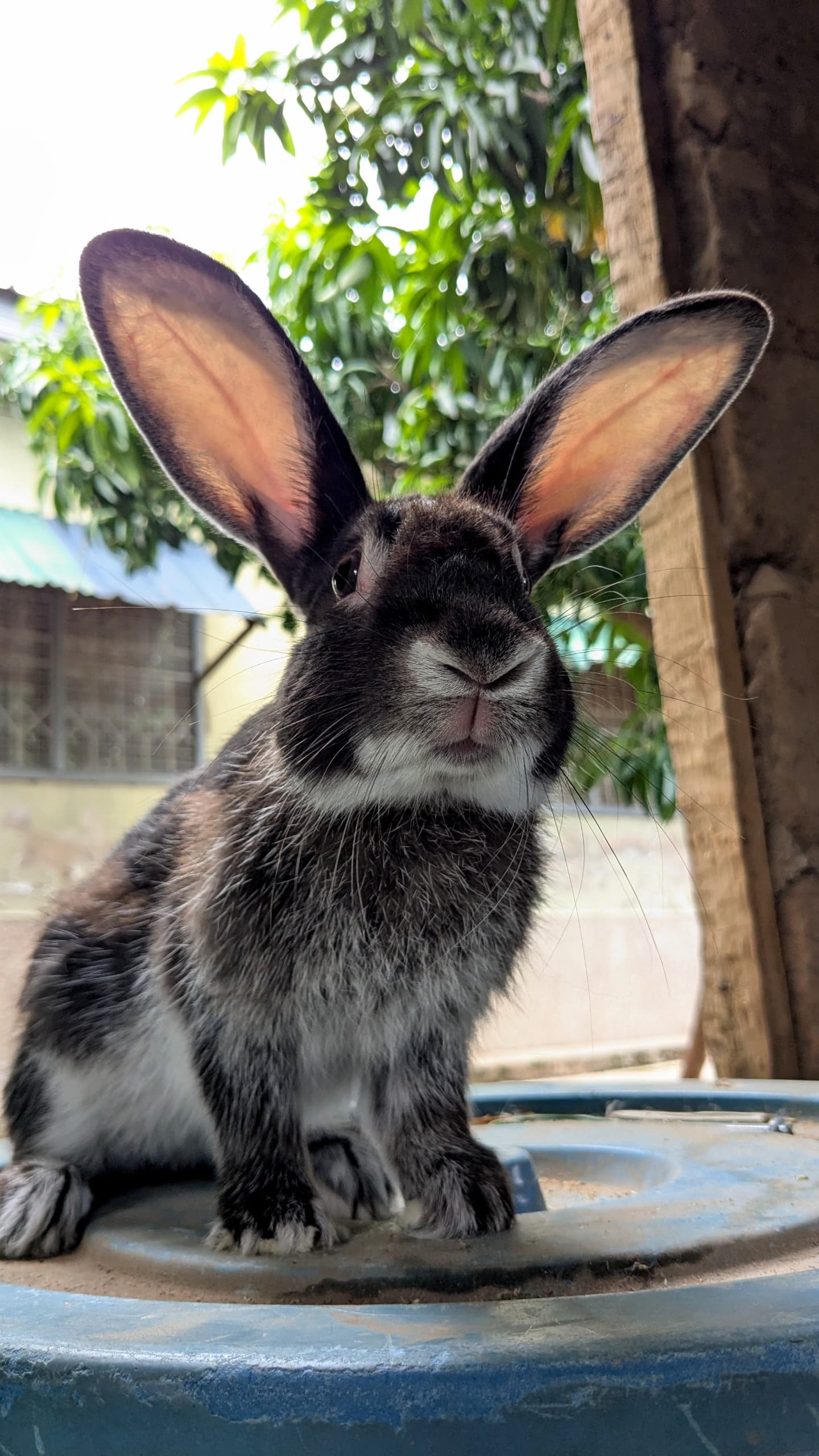 Live Rabbit 3