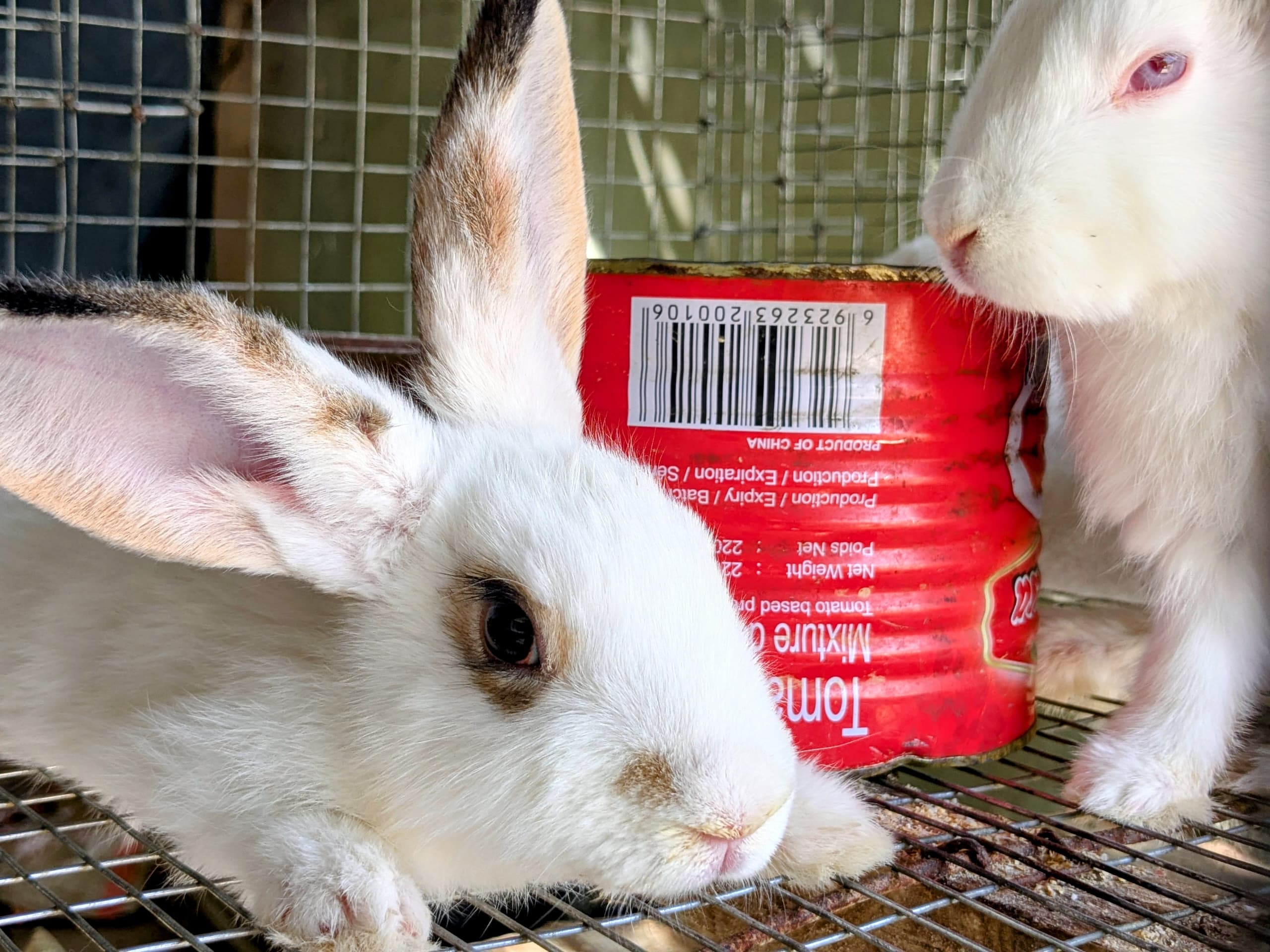 Live Rabbit 2